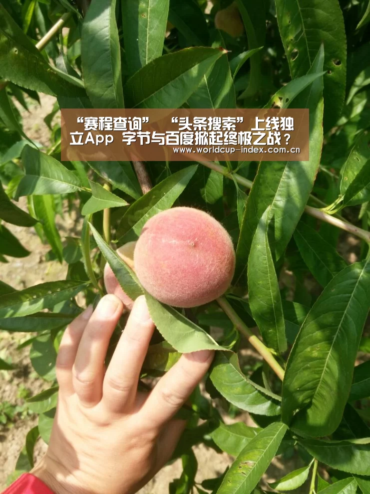 焦点比赛