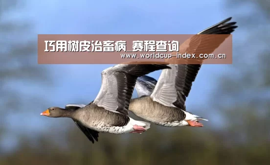赛程查询