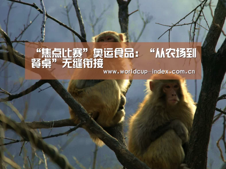 “焦点比赛”奥运食品:“从农场到餐桌”无缝衔接(图3) 赛程查询