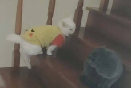 焦点比赛